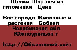 Щенки Шар пея из питомника › Цена ­ 25 000 - Все города Животные и растения » Собаки   . Челябинская обл.,Южноуральск г.
